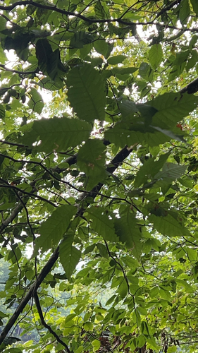 American chestnut