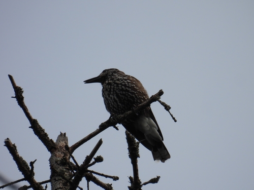 Northern Nutcracker