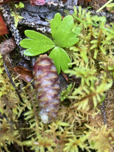Anemone parviflora