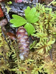 Anemone parviflora