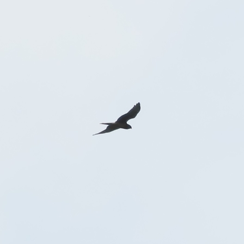 Northern Harrier