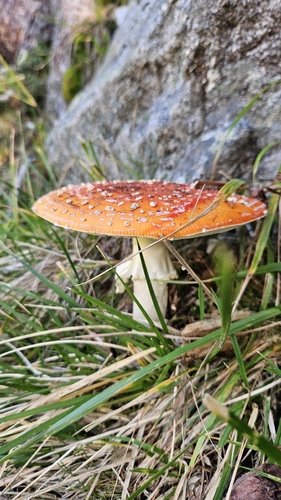 Fly Agaric