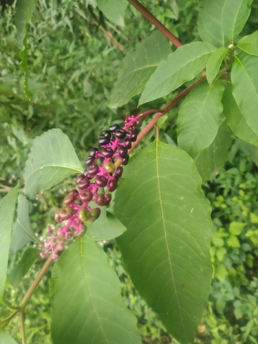 American pokeweed