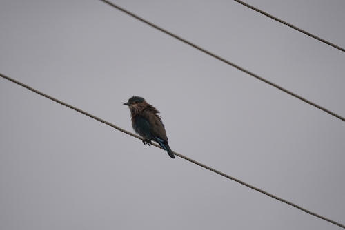 Indian Roller