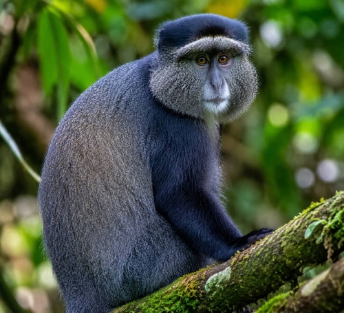 Blue Monkey
