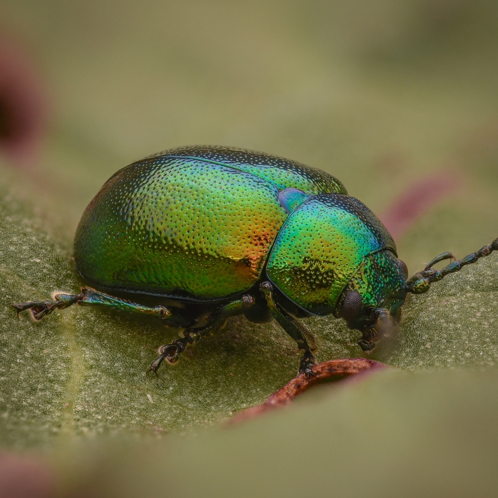 Green Dock Beetle
