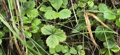 Potentilla sterilis