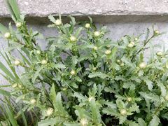 Leucanthemum vulgare