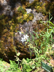 Lithophragma parviflorum