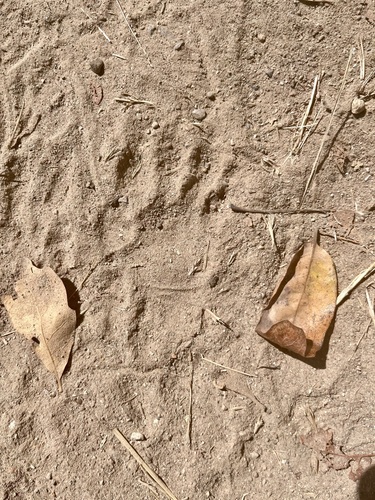 Common Raccoon seen in Sonoma Valley