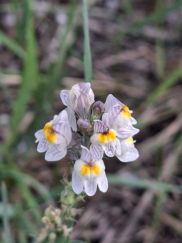 Pale Toadflax
