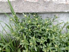 Leucanthemum vulgare