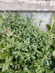 Leucanthemum vulgare