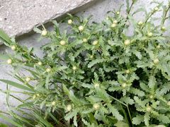 Leucanthemum vulgare
