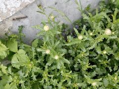 Leucanthemum vulgare