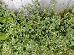 Leucanthemum vulgare