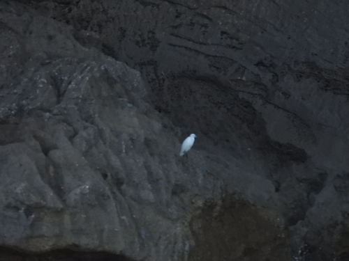 Little Egret