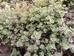 Glechoma hederacea