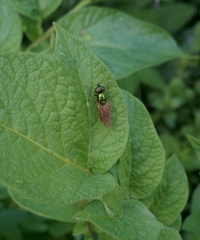 Chloromyia formosa