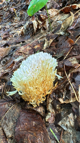 white coral fungus