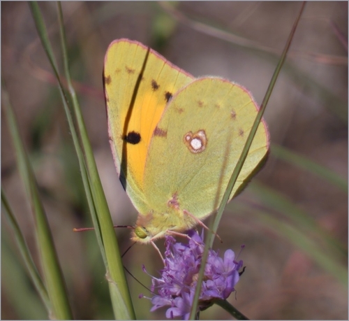 Clouded Yellow