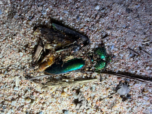 Sternocera aequisignata