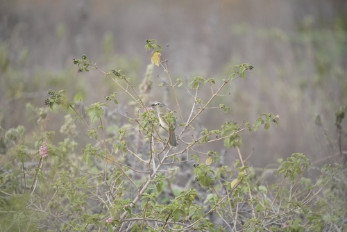 White-browed Bulbul