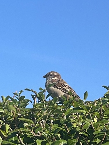 House Sparrow
