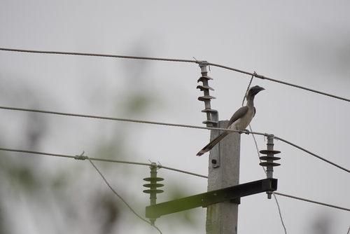 Indian Grey Hornbill