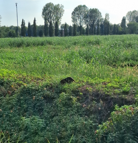 Coypu