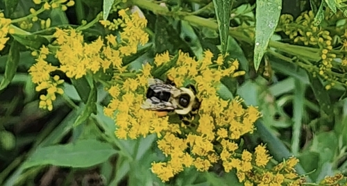 Common Eastern Bumble Bee