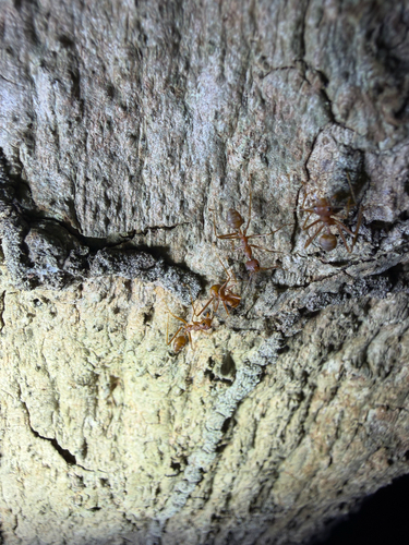 Asian Weaver Ant