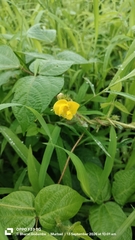 Vigna radiata