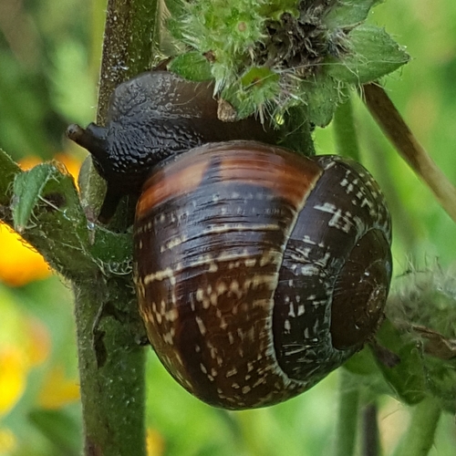 Copse Snail