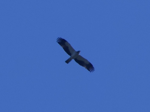 Booted Eagle