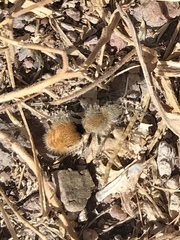 Dasymutilla eminentia