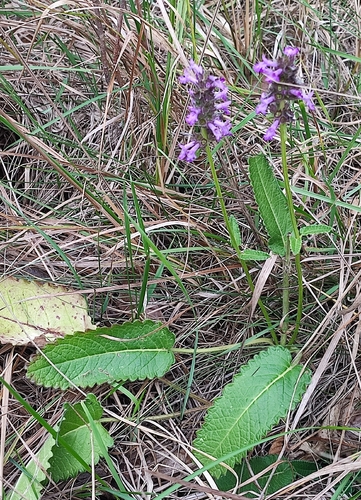 common hedge-nettle