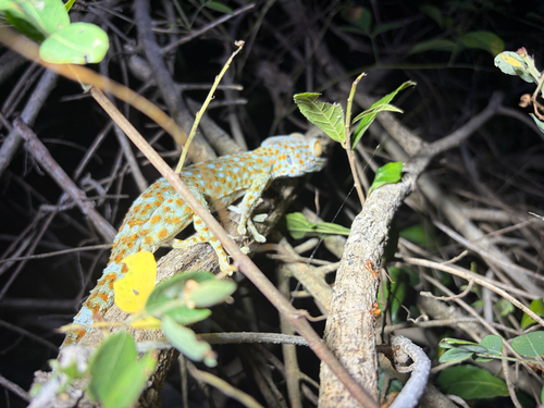 Tokay Gecko