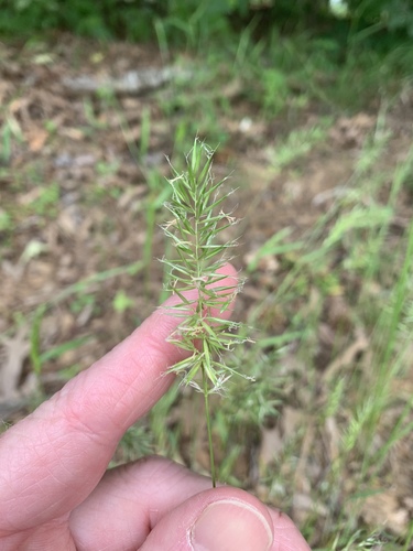 Anthoxanthum aristatum iNat (2)