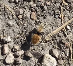 Dasymutilla eminentia