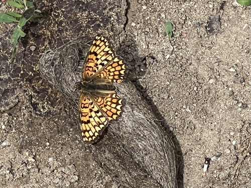 Knapweed Fritillary