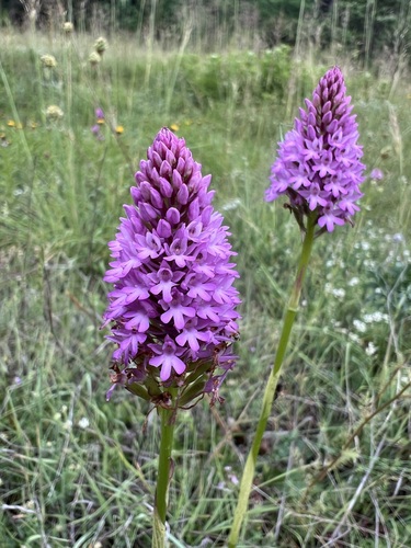 pyramidal orchid