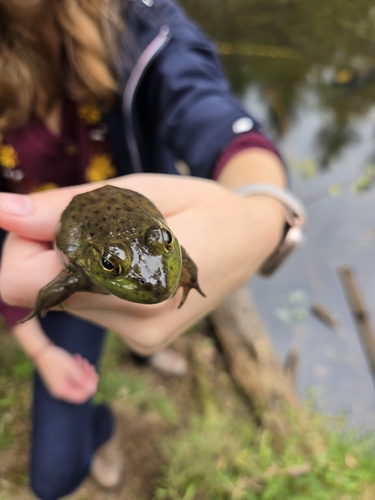 American Bullfrog