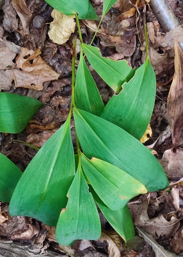 European lily of the valley