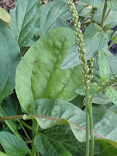 greater plantain