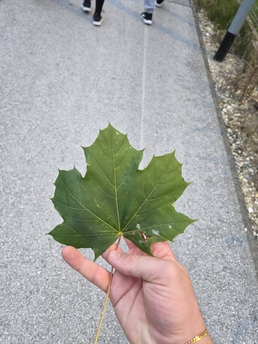 Norway maple