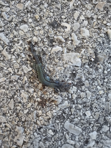 Common Wall Lizard