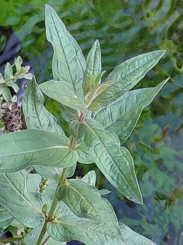 purple loosestrife