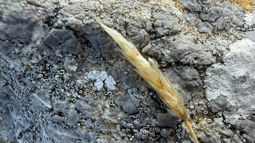 Sesleria juncifolia