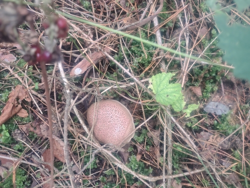Red-cracking Bolete